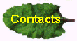feuille 2.jpg (24980 octets)