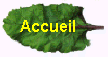 feuille 2.jpg (24980 octets)
